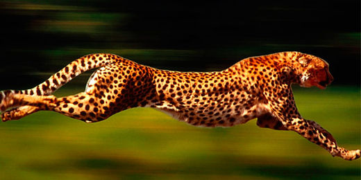 Leopardo
