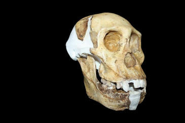 Un australopiteco con caracteristicas humanas candidato a precursor del Homo