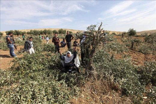 Colonos judíos arrancan un centenar de árboles en Hebrón, según palestinos