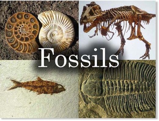  fósiles