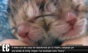Clic para aumentar Imagen