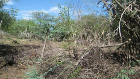 Clic para aumentar Haitiano fulminado