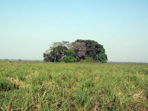 Amazonia boliviana