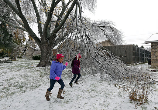 ice storm tree damage