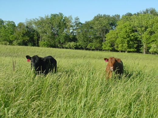 vacas de pastura
