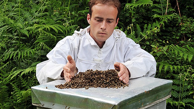plaguicidas afectan a abejas y humanos