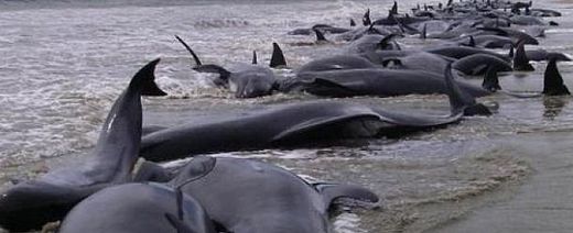 ballenas varadas en Australia 2014