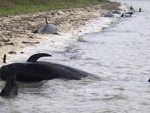 Ballenas muertas en Florida