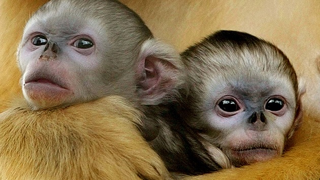 monos genéticos