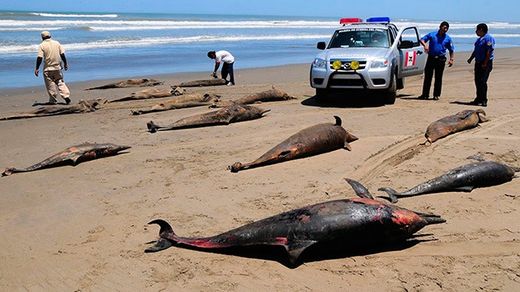 500 delfines muertos, Perú, Febrero 2014