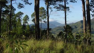bosque