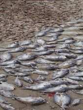 peces muertos en Indonesia