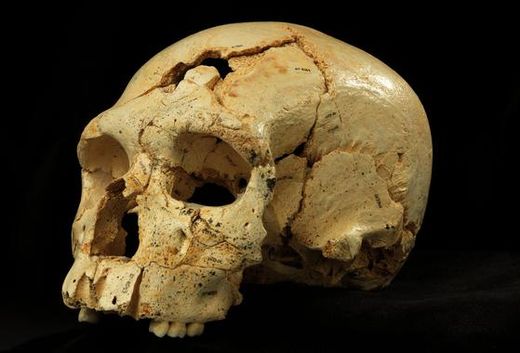 Cráneos de Atapuerca
